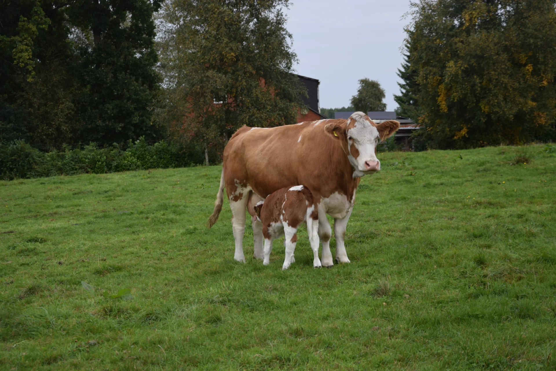 Foto der Galerie: Bundesrassetreffen 2025