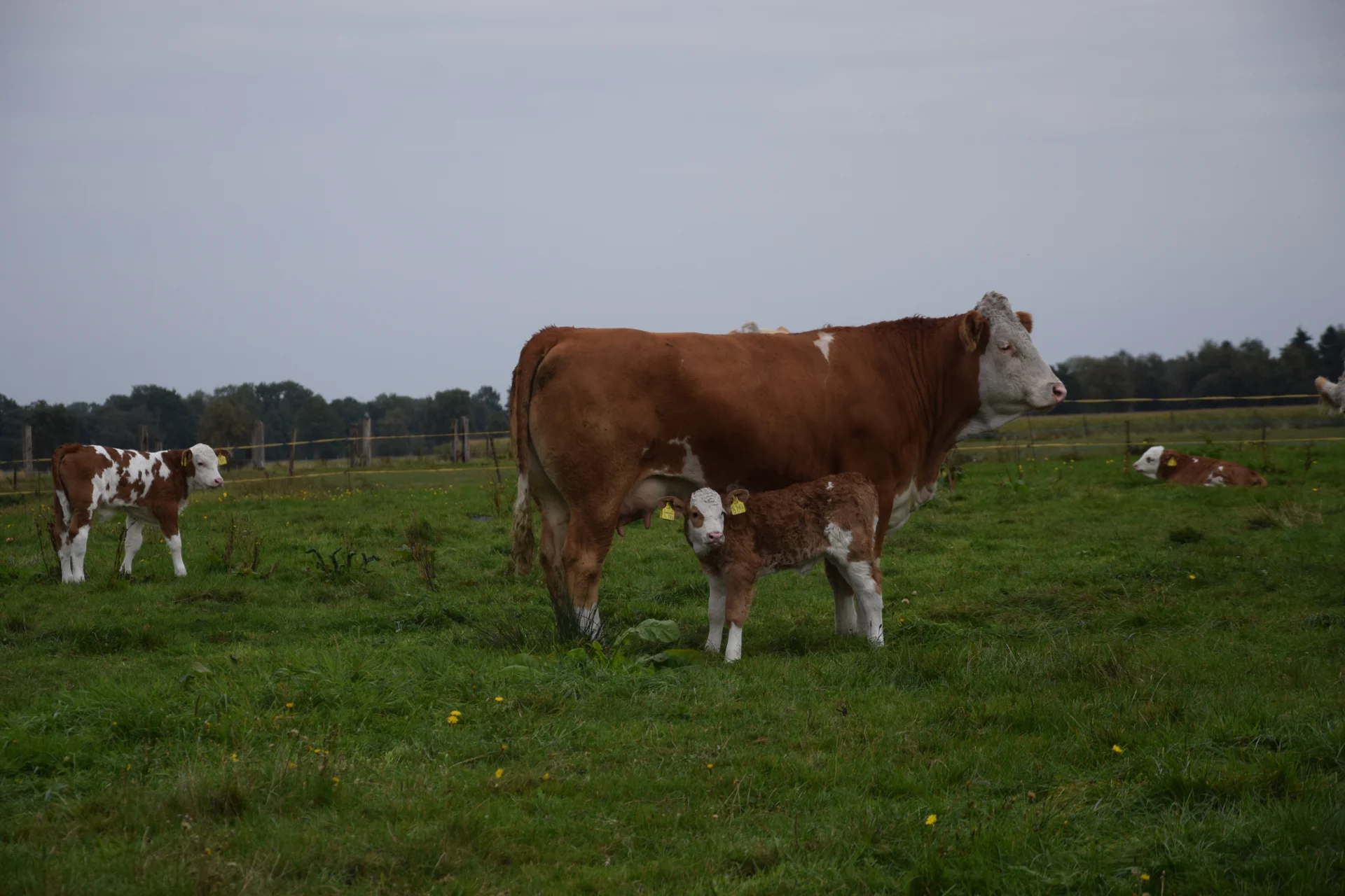 Foto der Galerie: Bundesrassetreffen 2025