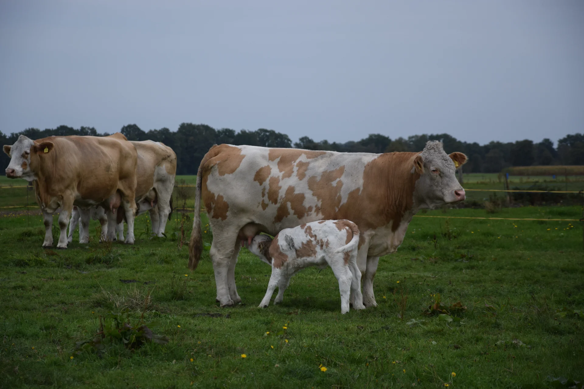 Foto der Galerie: Bundesrassetreffen 2025