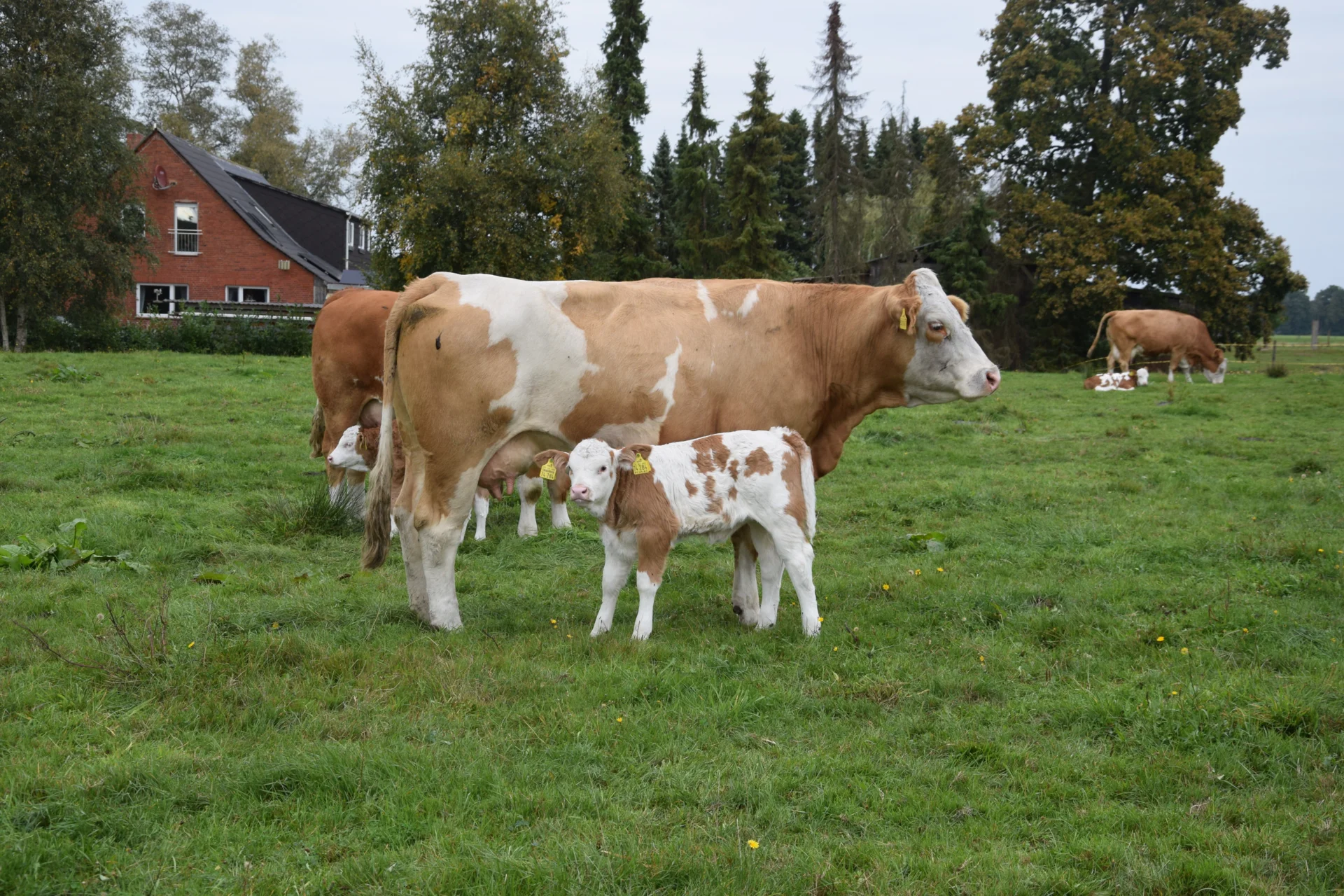 Foto der Galerie: Bundesrassetreffen 2025