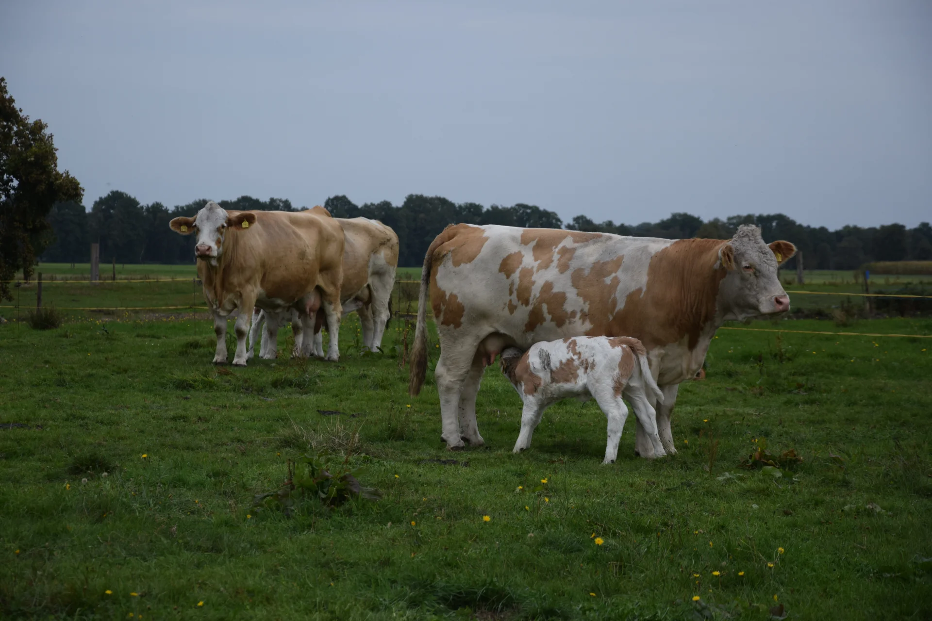 Foto der Galerie: Bundesrassetreffen 2025