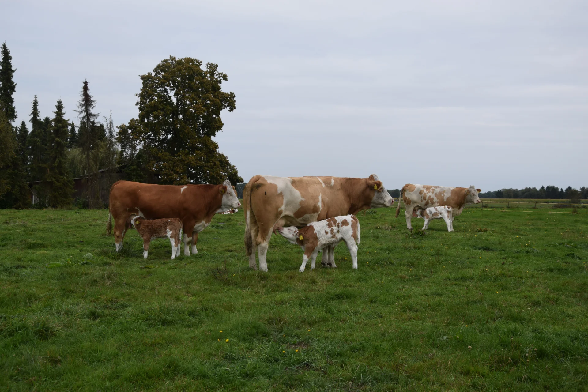 Foto der Galerie: Bundesrassetreffen 2025