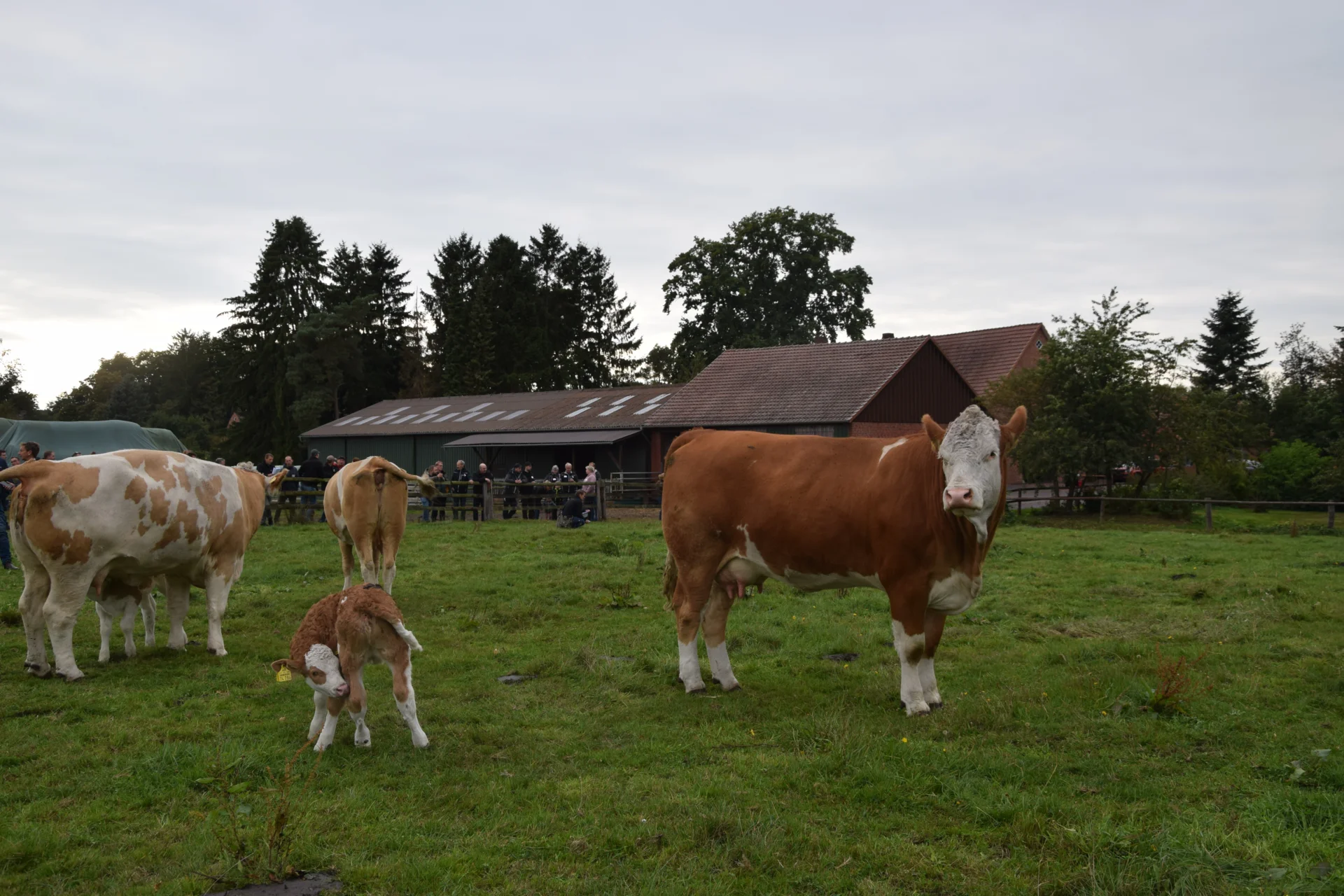 Foto der Galerie: Bundesrassetreffen 2025