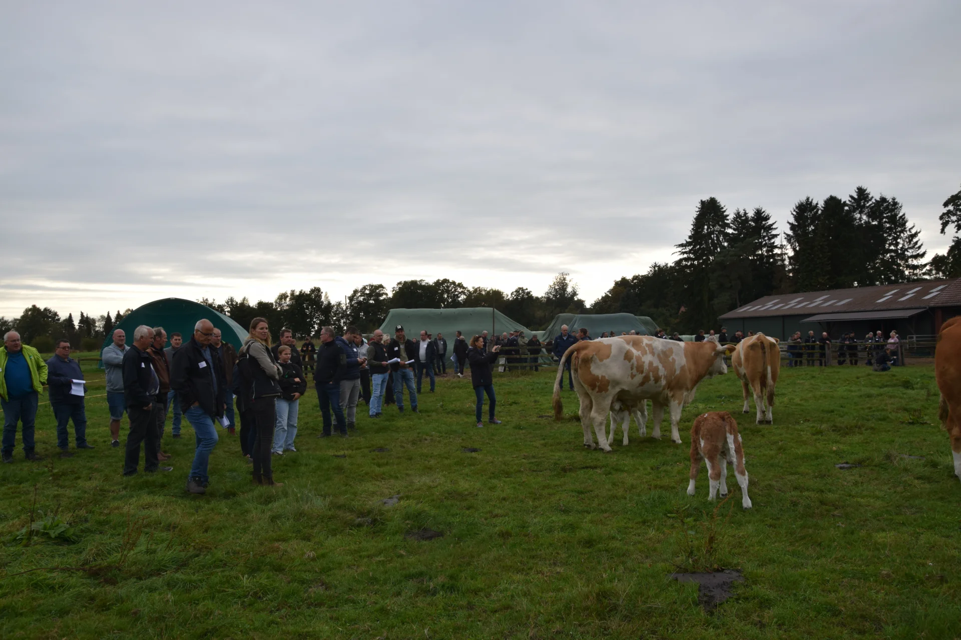 Foto der Galerie: Bundesrassetreffen 2025