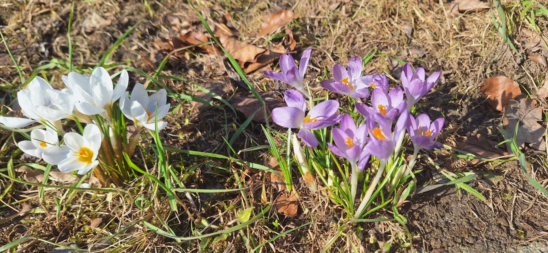 Fr&uuml;hling liegt in der Luft  (Bild vergr&ouml;&szlig;ern)