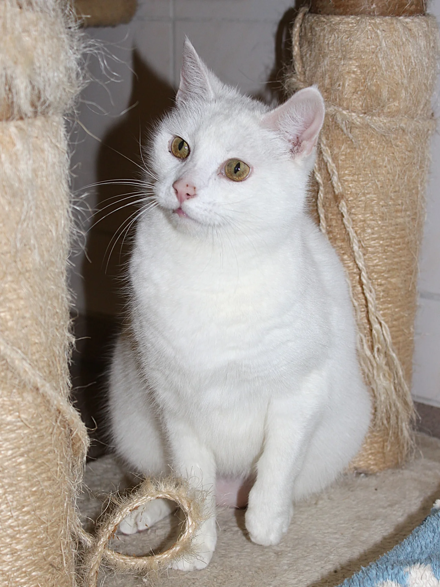 Foto der Galerie: Gracie