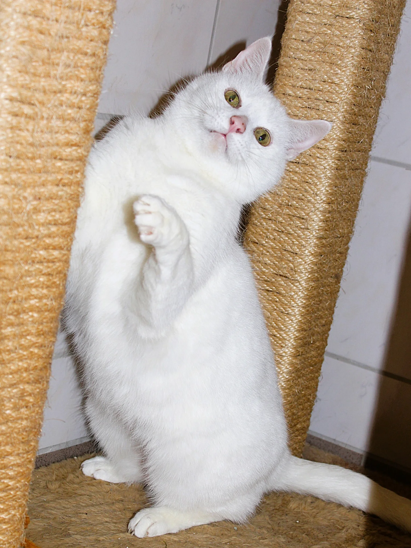 Foto der Galerie: Gracie