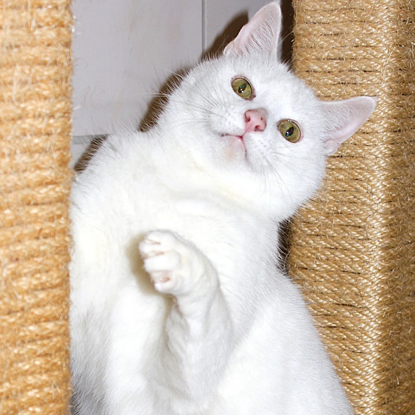 Foto der Galerie: Gracie