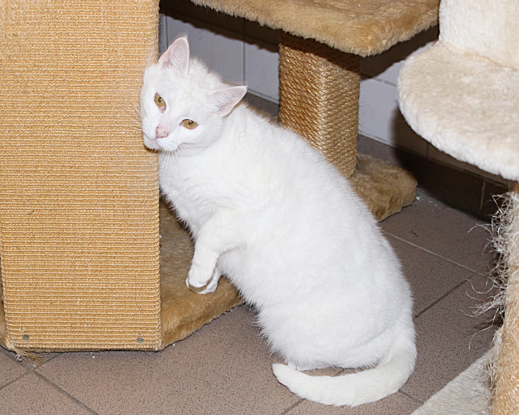 Foto der Galerie: Gracie