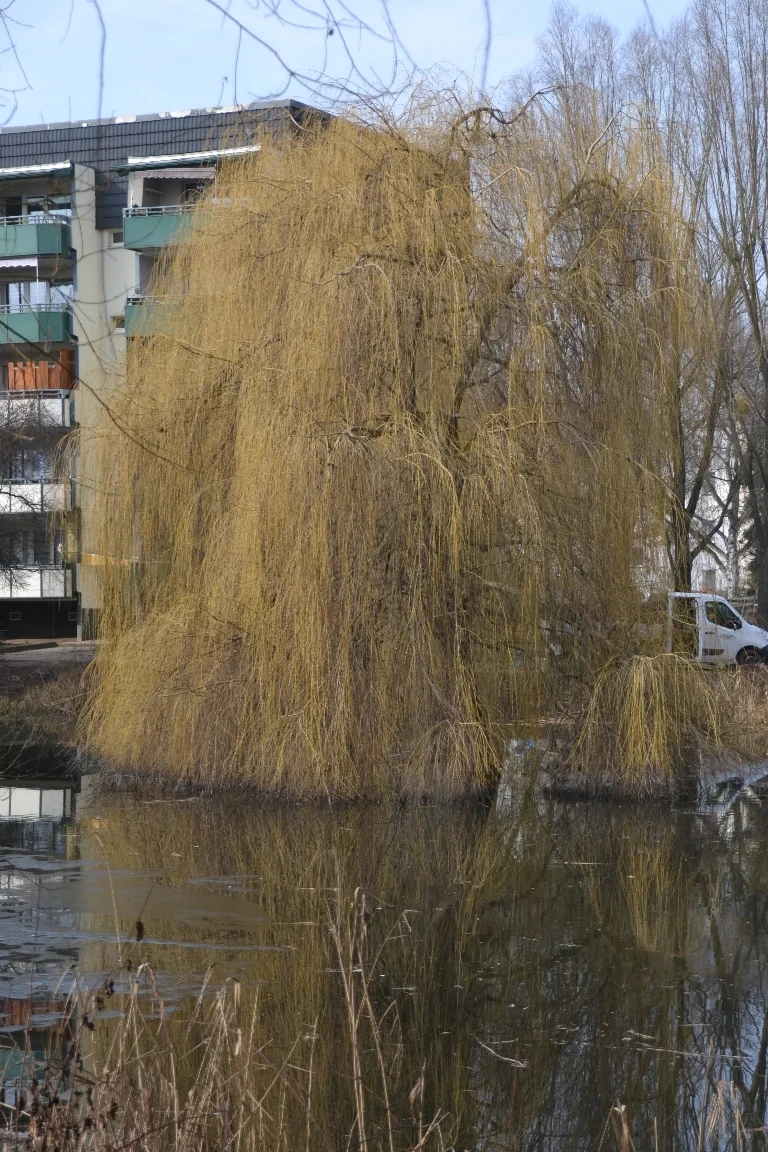 01-10 DSC 0018  (Bild vergr&ouml;&szlig;ern)