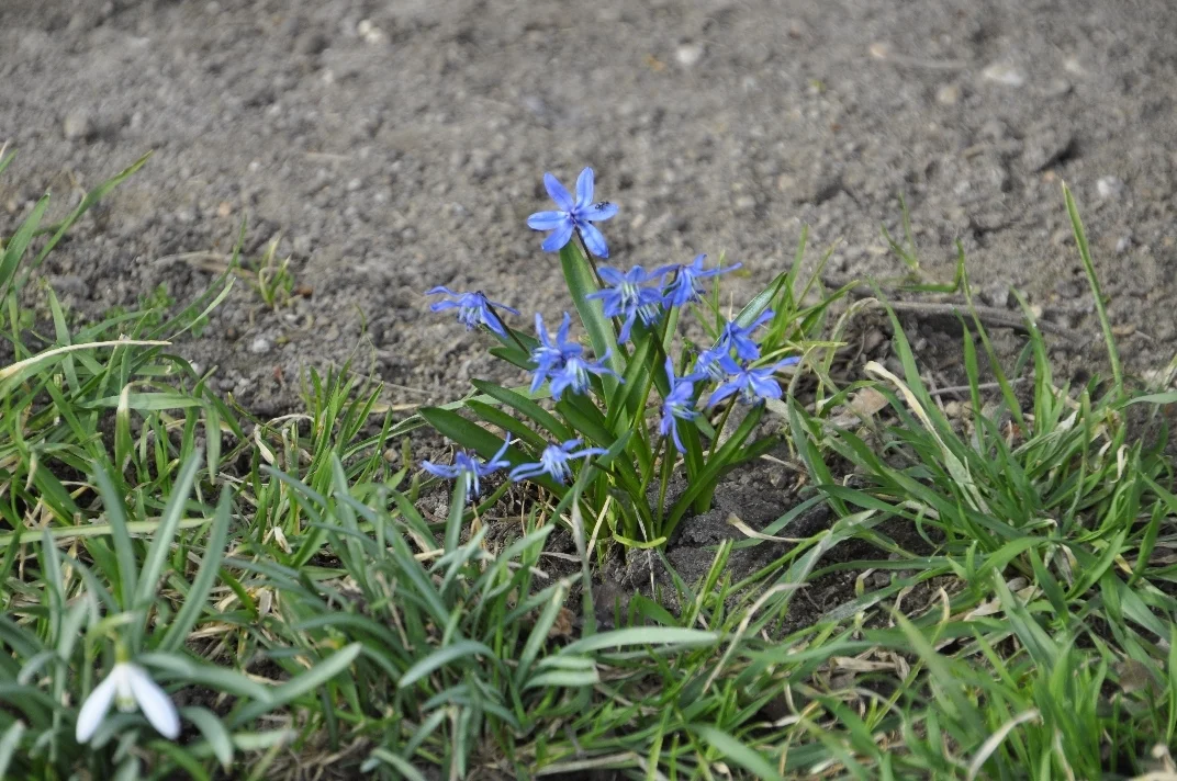 05 DSC3087  (Bild vergr&ouml;&szlig;ern)