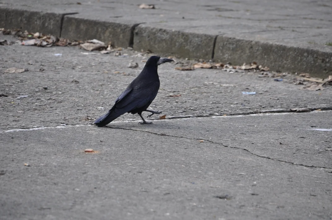 05 DSC3100  (Bild vergr&ouml;&szlig;ern)