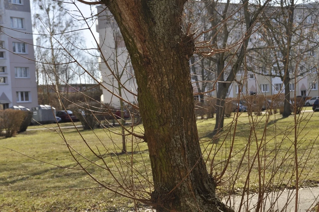 09 DSC5701  (Bild vergr&ouml;&szlig;ern)