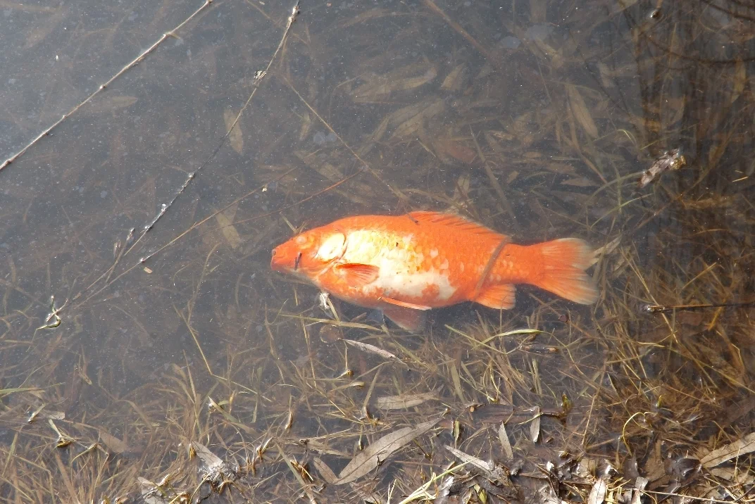 10 DSCF3038  (Bild vergr&ouml;&szlig;ern)