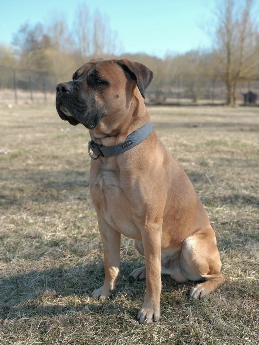 Foto der Galerie: Balu