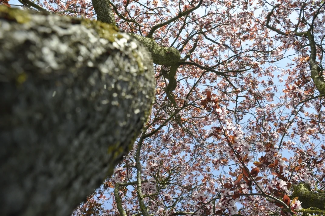 05 DSC3308  (Bild vergr&ouml;&szlig;ern)
