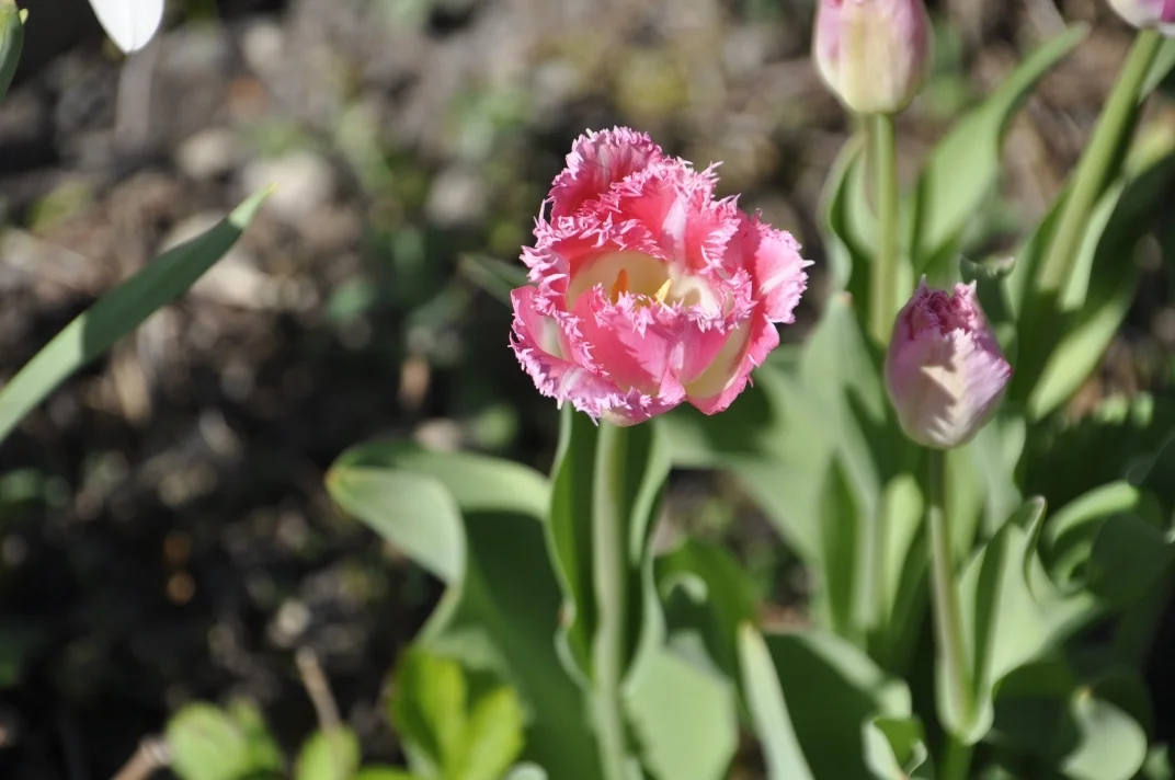 05 DSC3366  (Bild vergr&ouml;&szlig;ern)
