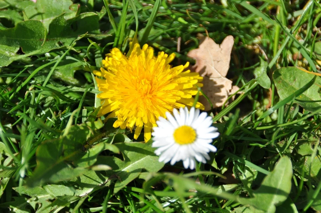 08 DSC 2706  (Bild vergr&ouml;&szlig;ern)