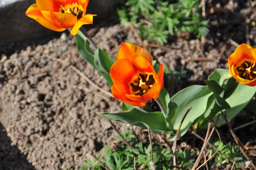 08 DSC 2732  (Bild vergr&ouml;&szlig;ern)