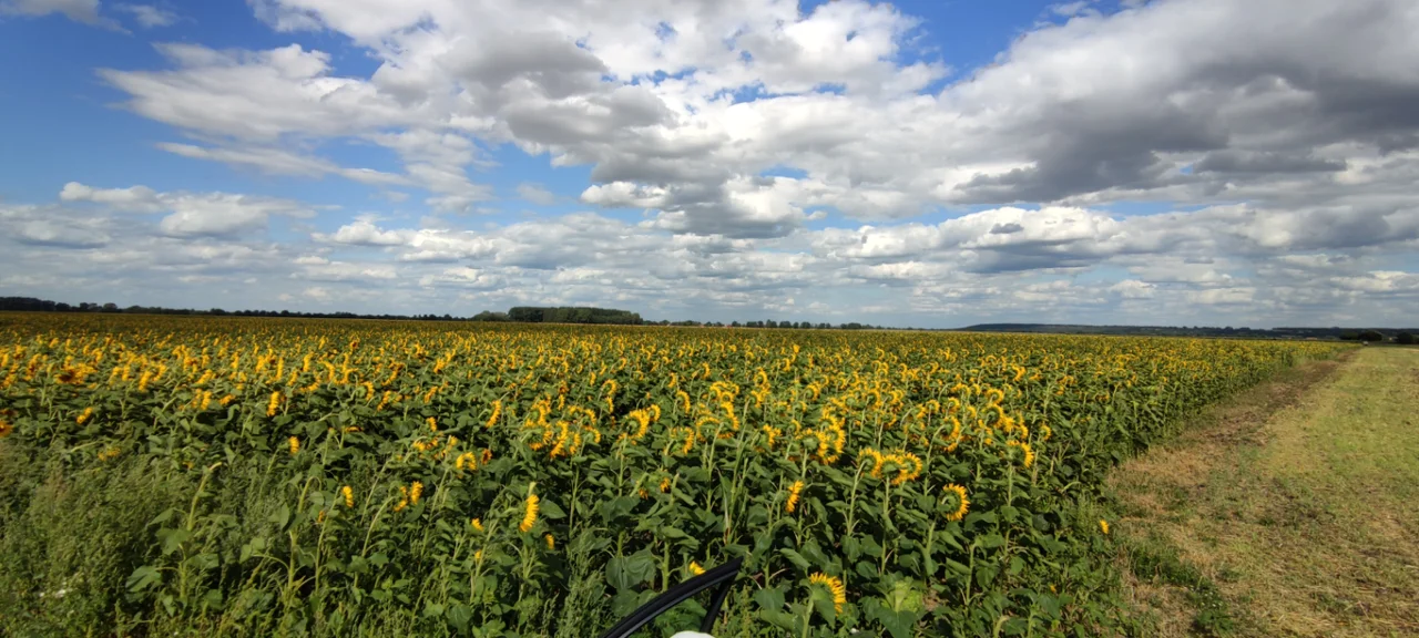 Bild: Sonnenblumenfeld