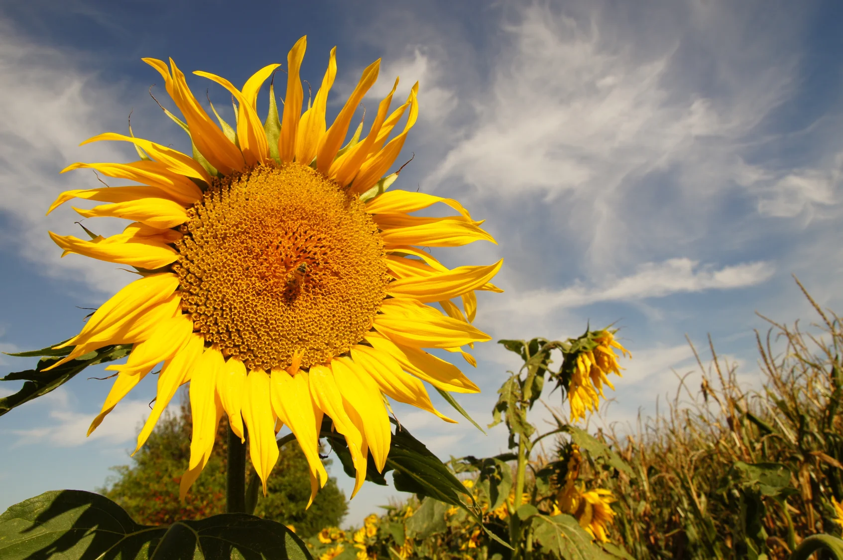 Bild: Sonnenblumenfeld