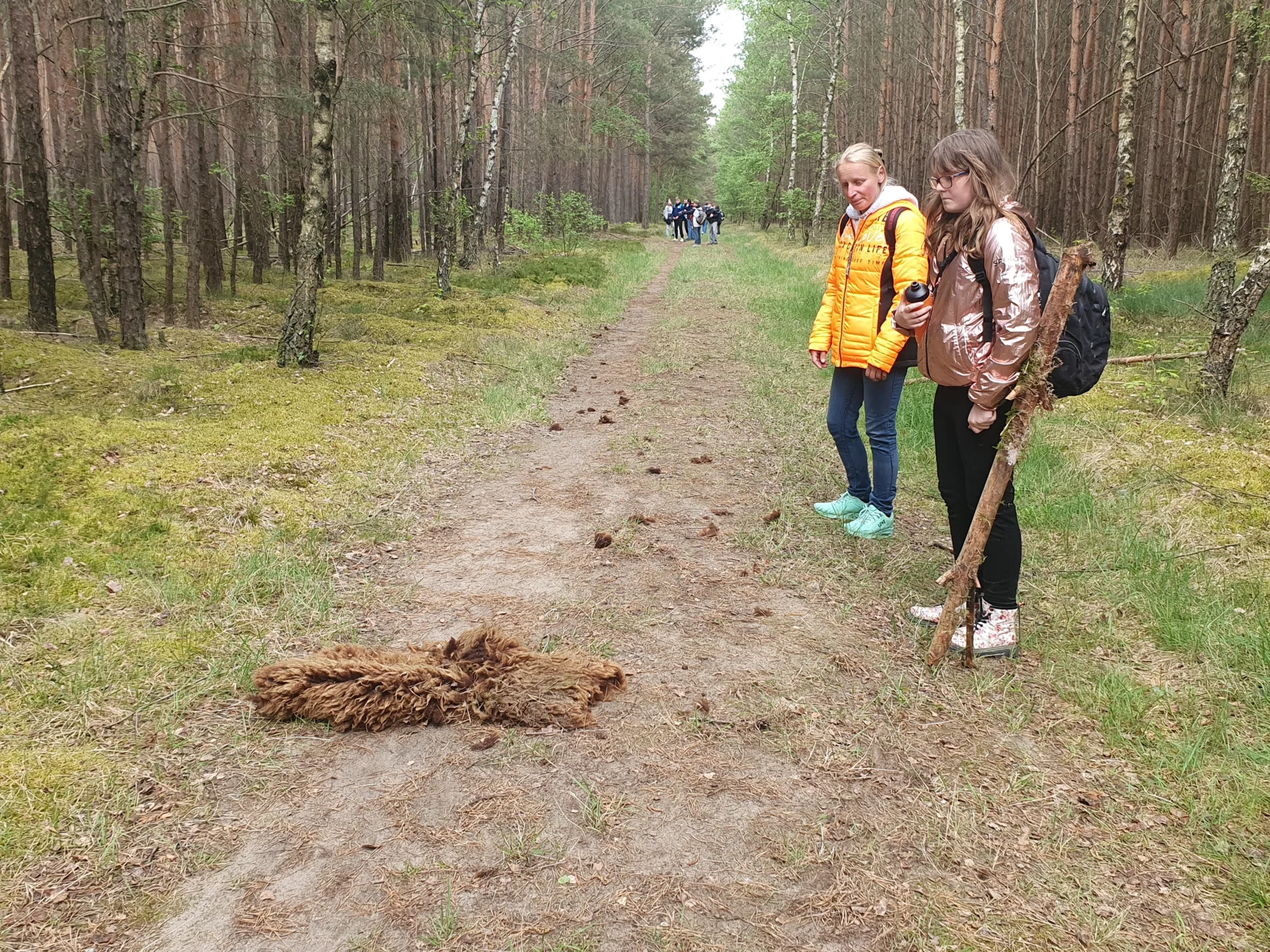 Bild: rätselhaftes Fell, mitten im Wald