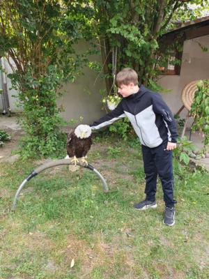 Vorschaubild: einen Steinadler zu streicheln war eine einmalige Gelegenheit