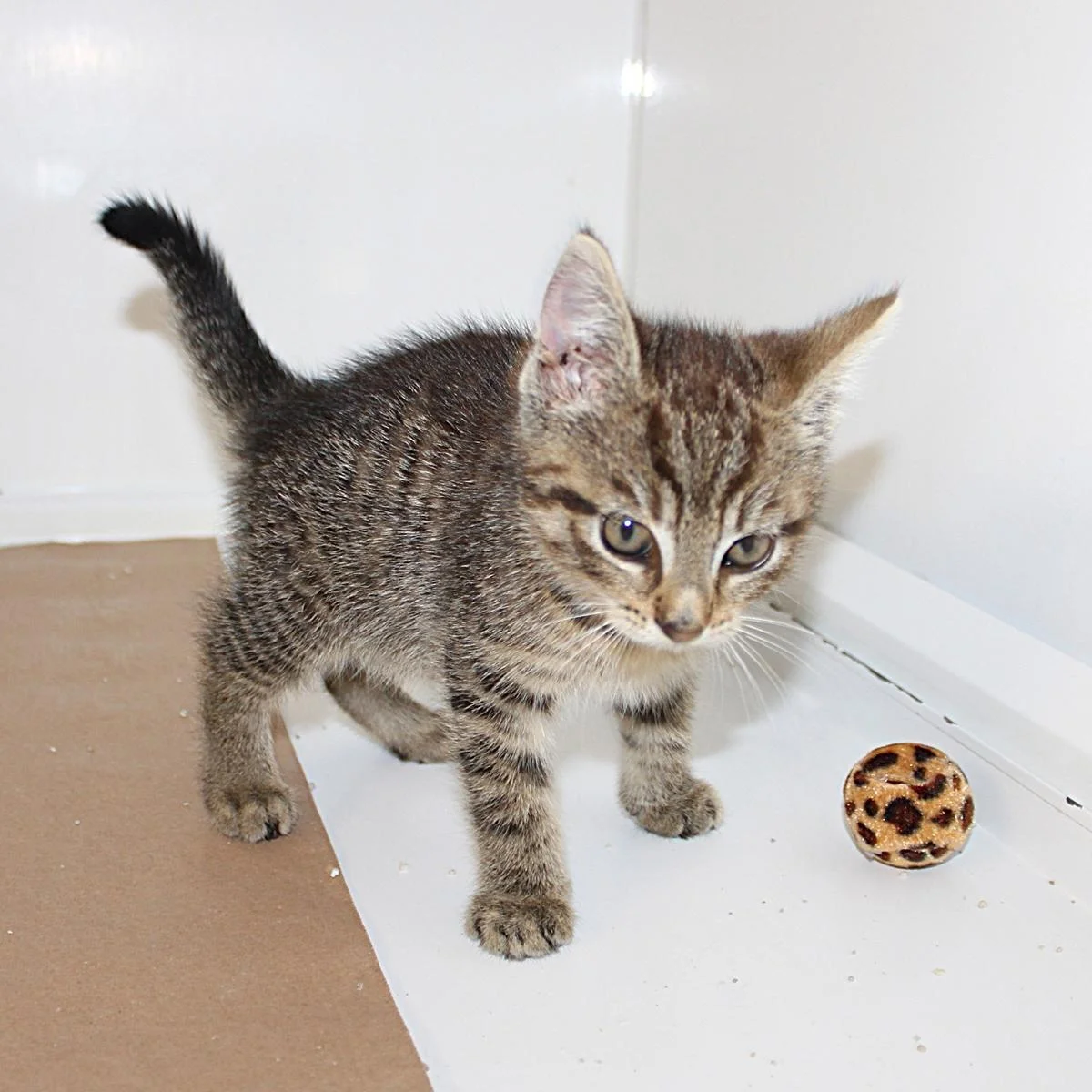 Foto der Galerie: Fundkatze, Kaserne,03.07.2026