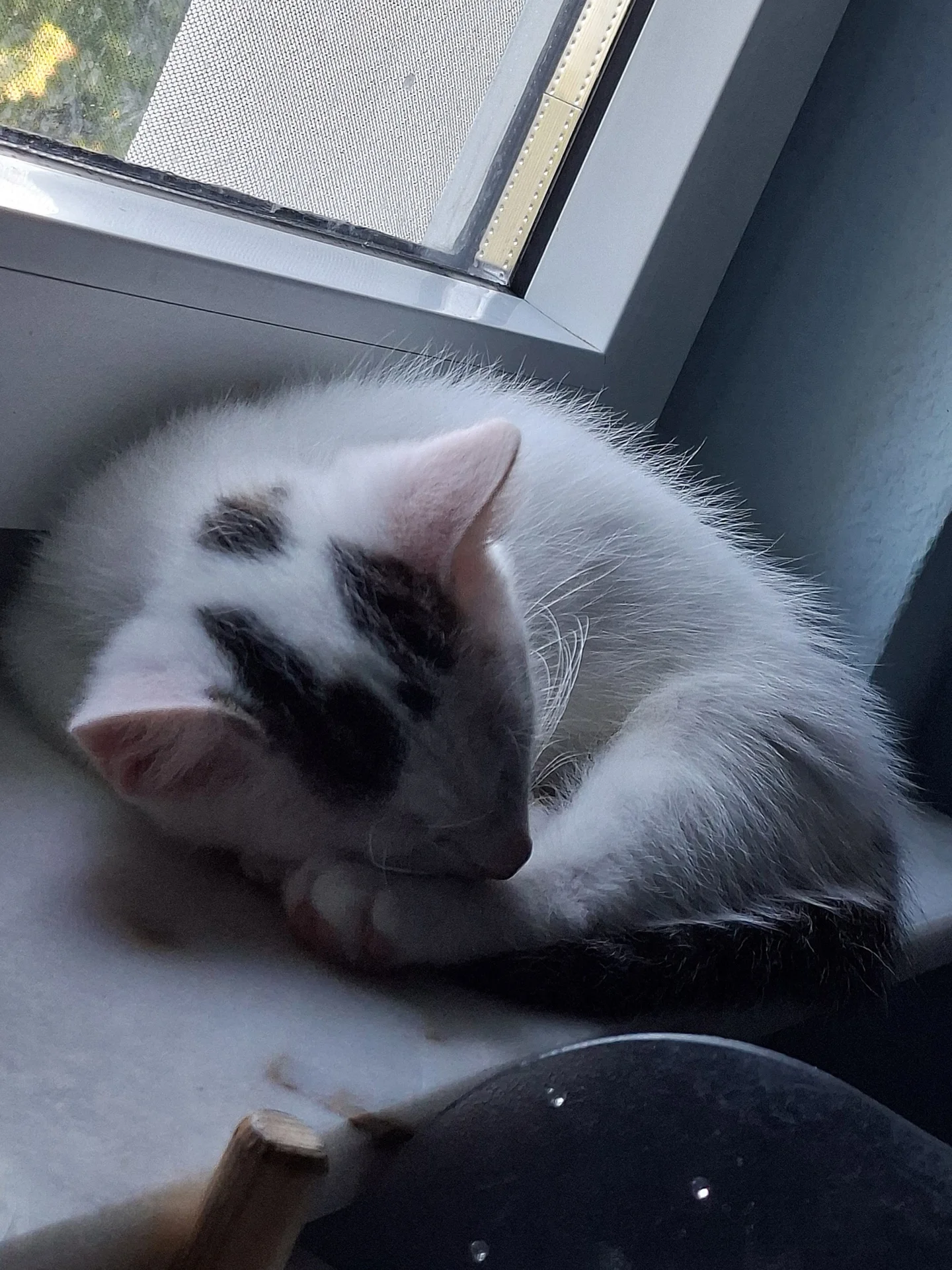 Foto der Galerie: Simba