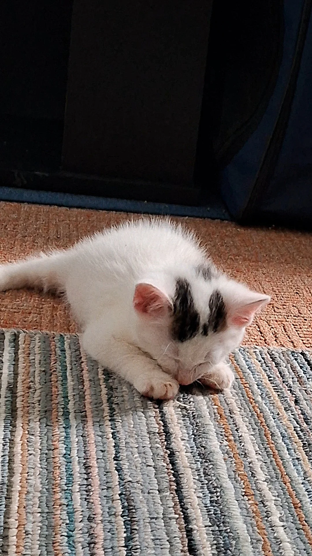 Foto der Galerie: Simba