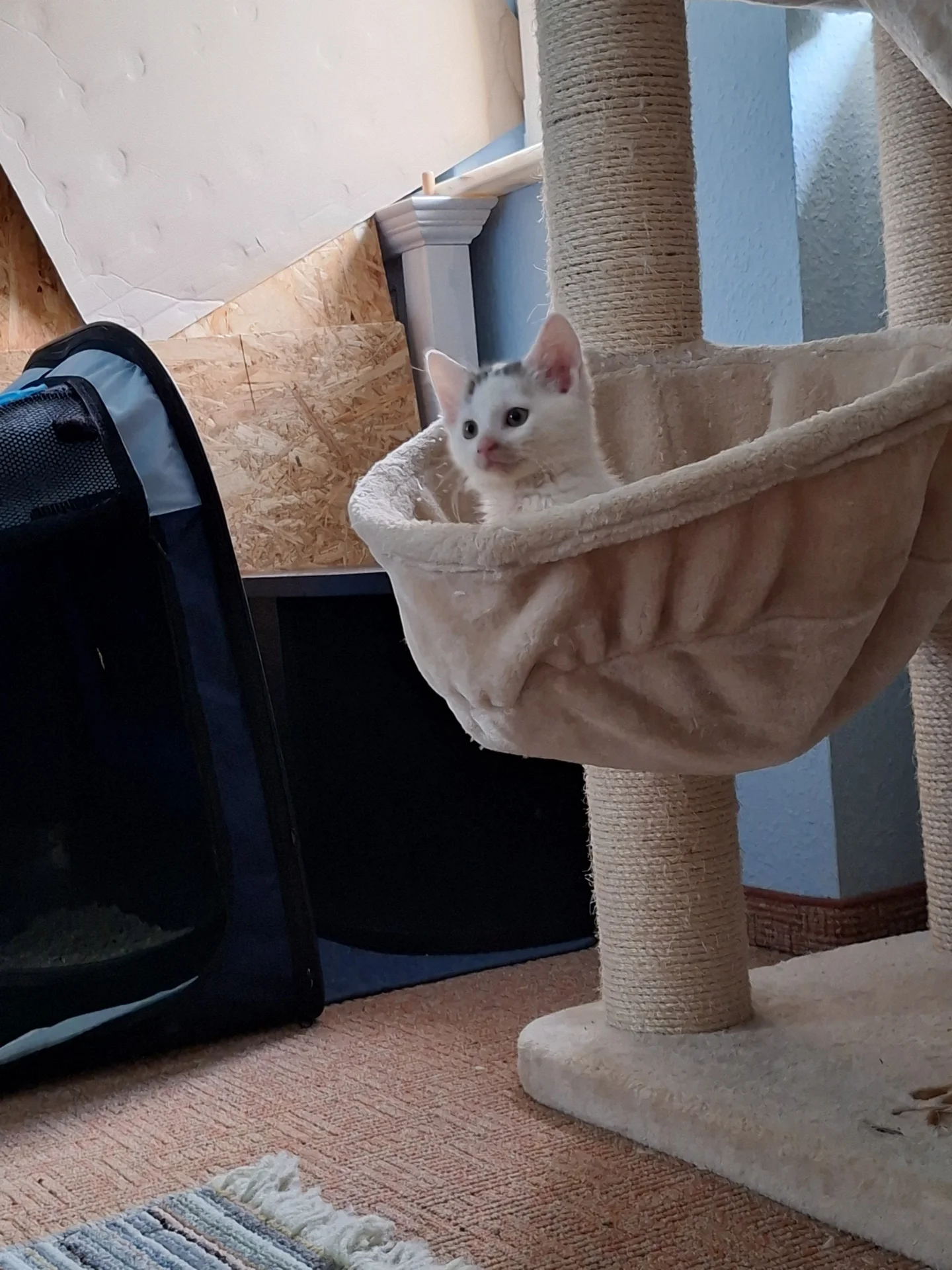 Foto der Galerie: Simba