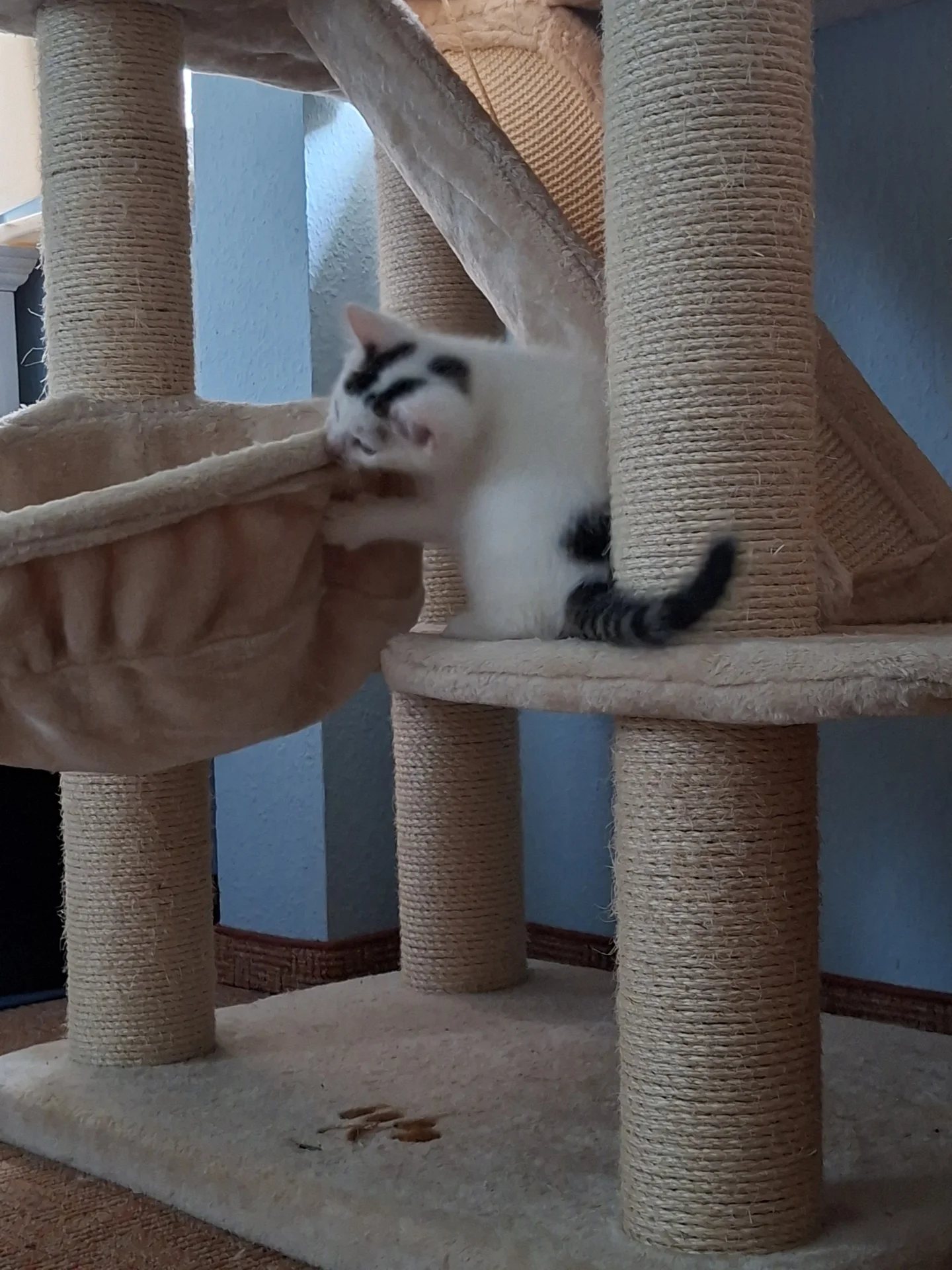 Foto der Galerie: Simba