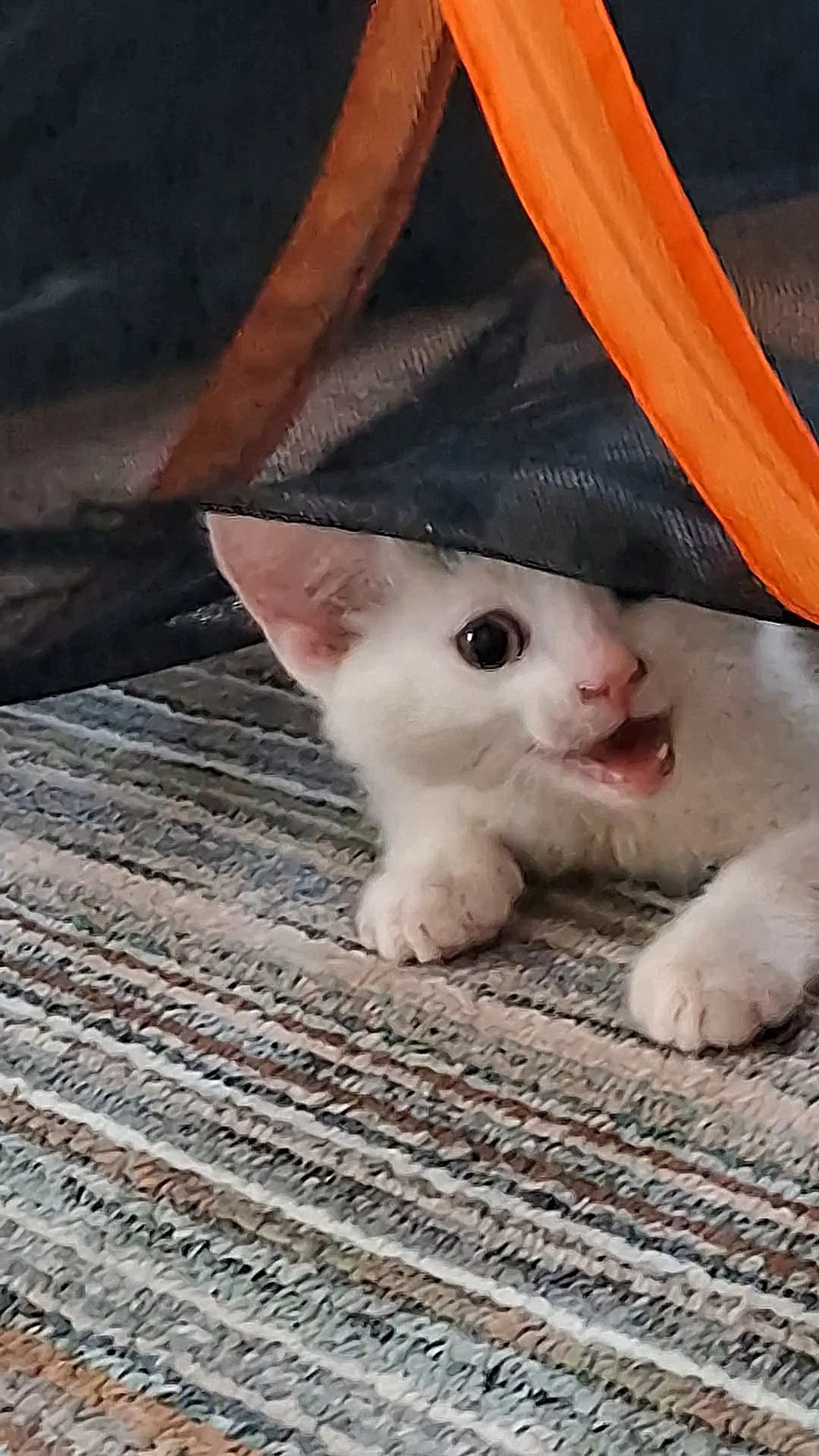 Foto der Galerie: Simba