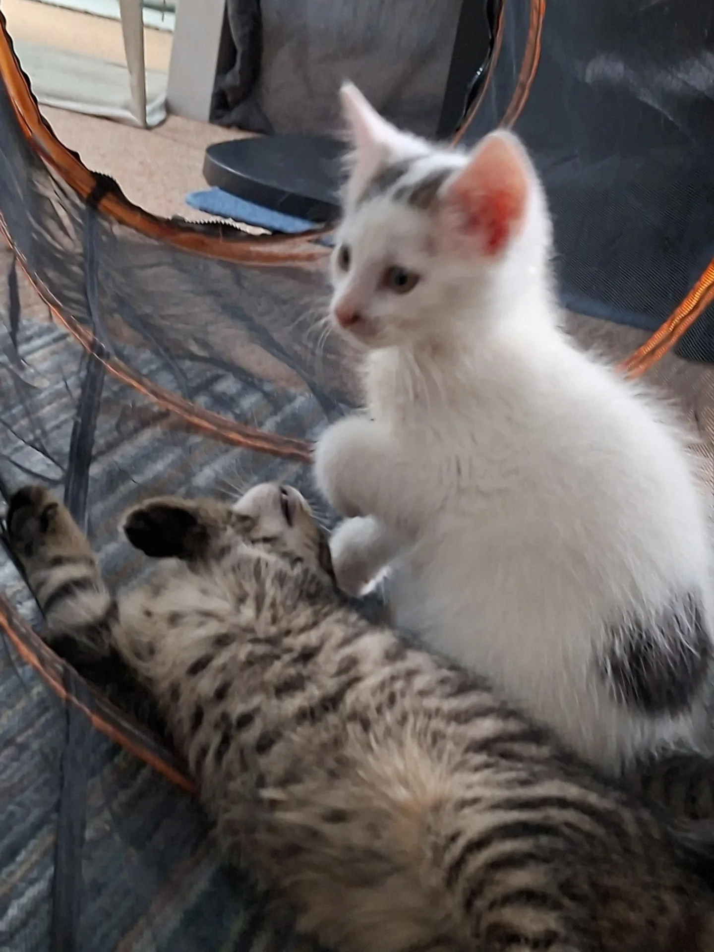 Foto der Galerie: Simba