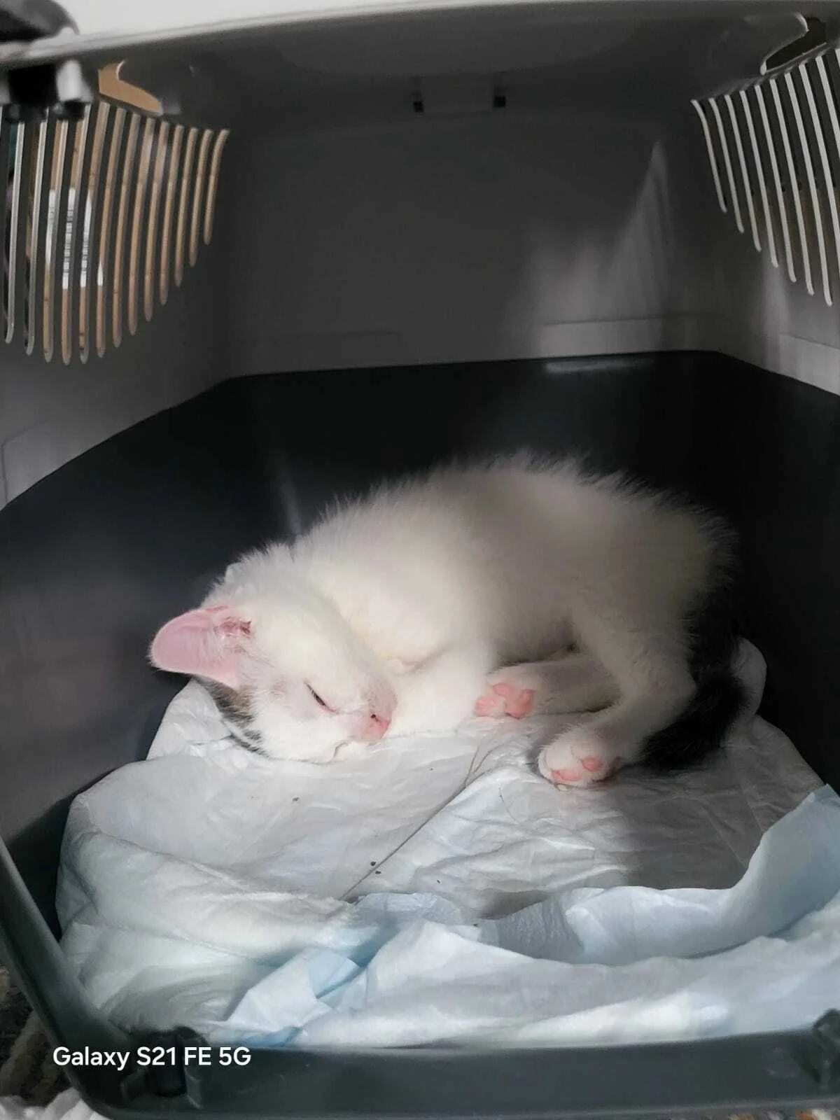 Foto der Galerie: Simba