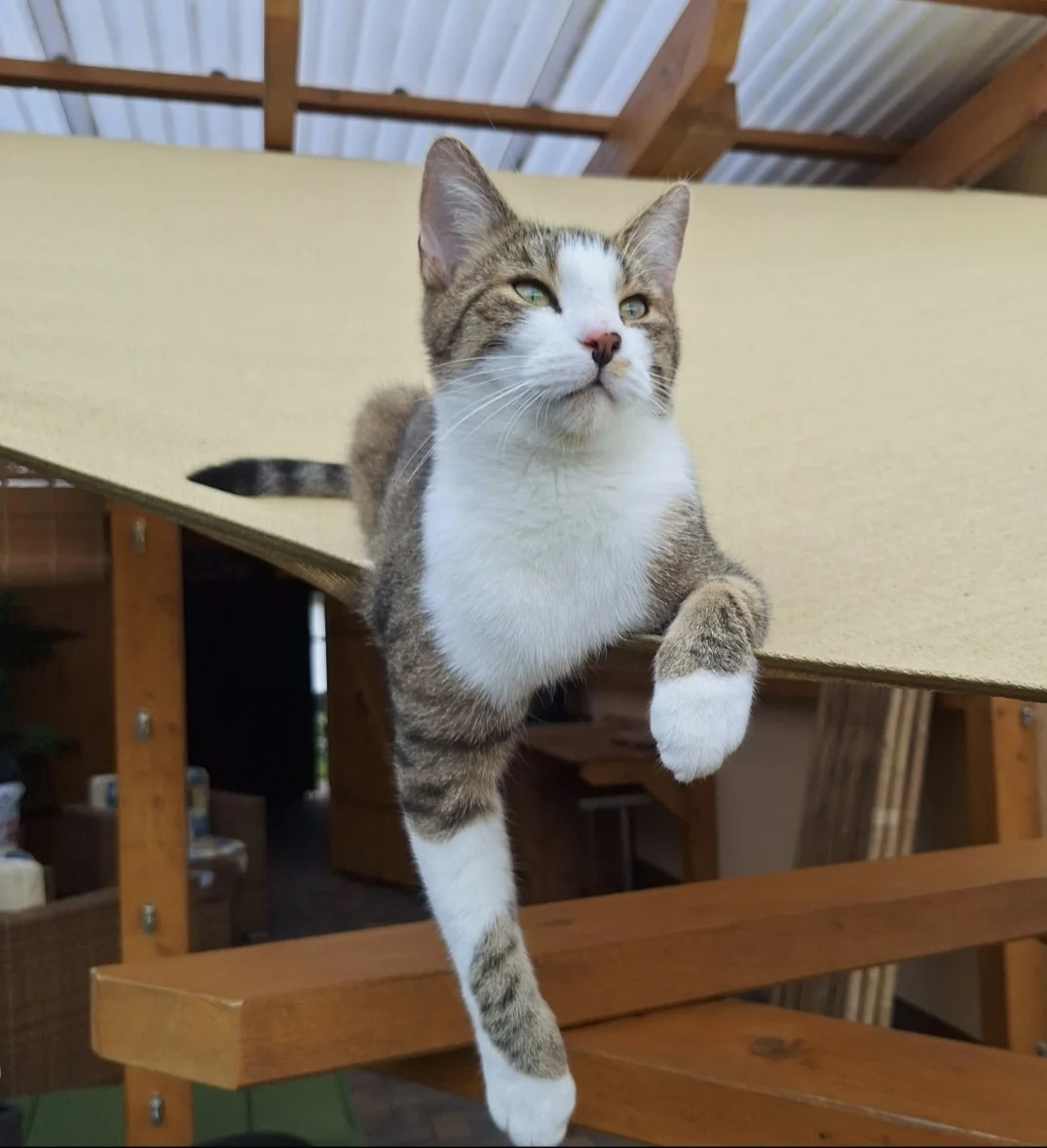 Foto der Galerie: Kolja