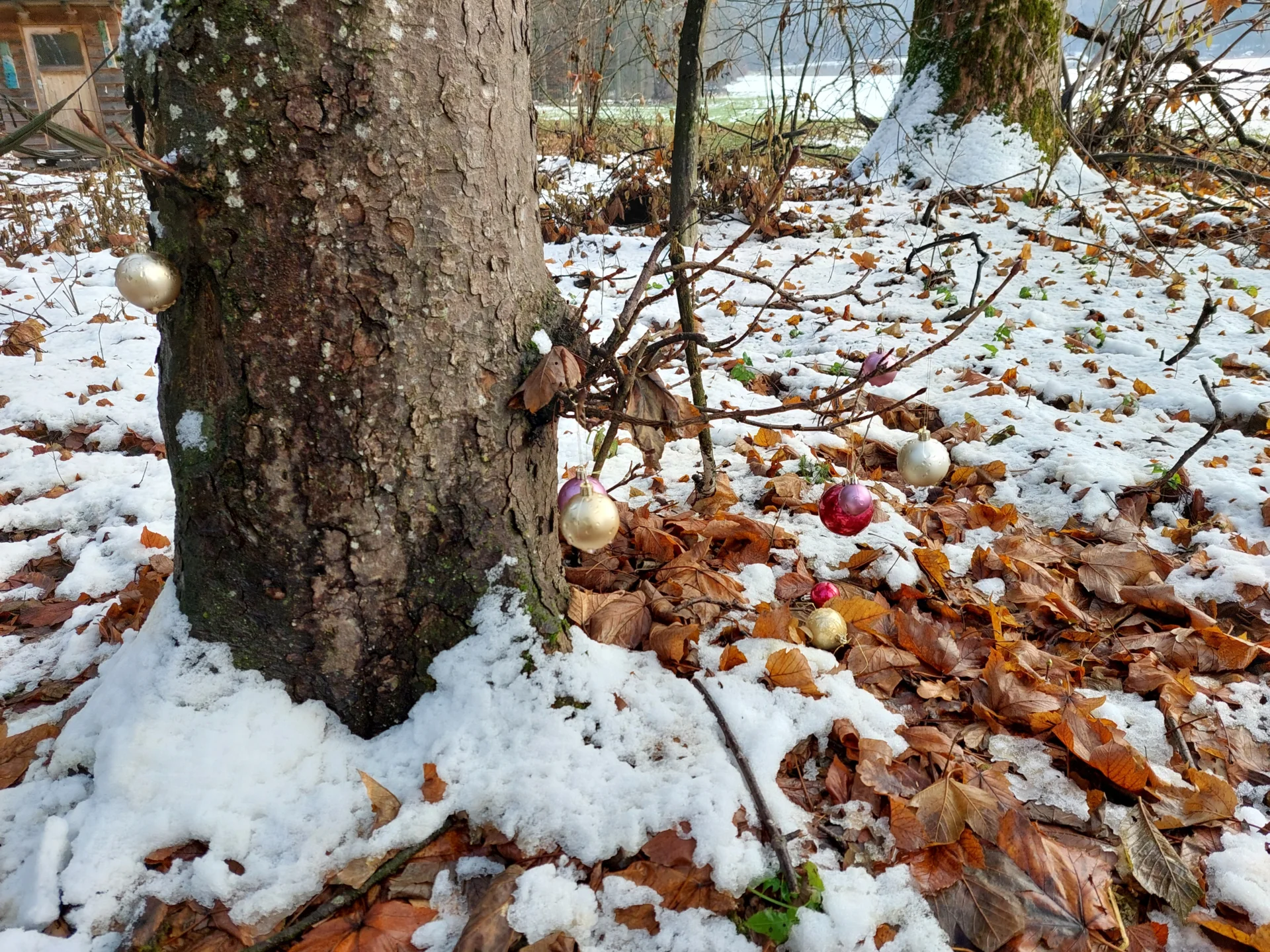 Foto der Galerie: Eindrücke aus dem Waldkindergartenjahr 2025/26