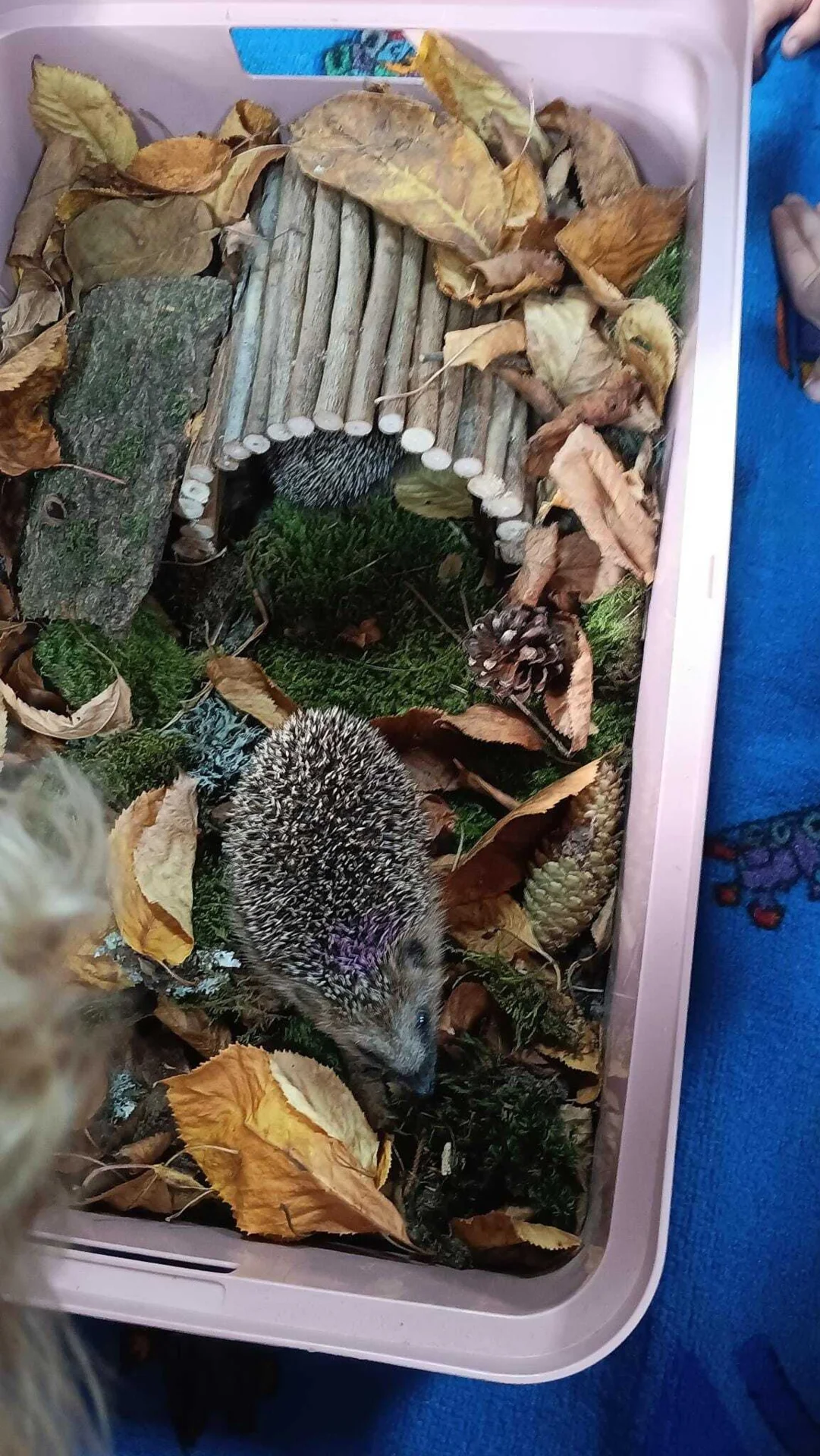 Foto der Galerie: Waldfüchse wurden IGEL-fiziert!