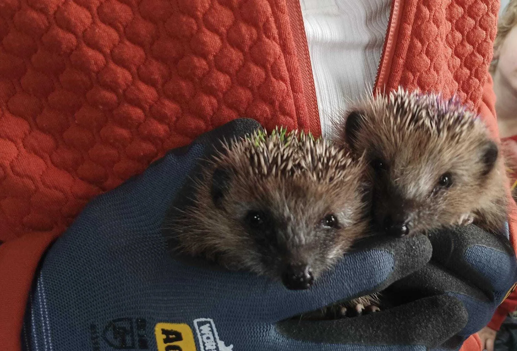 Foto der Galerie: Waldfüchse wurden IGEL-fiziert!