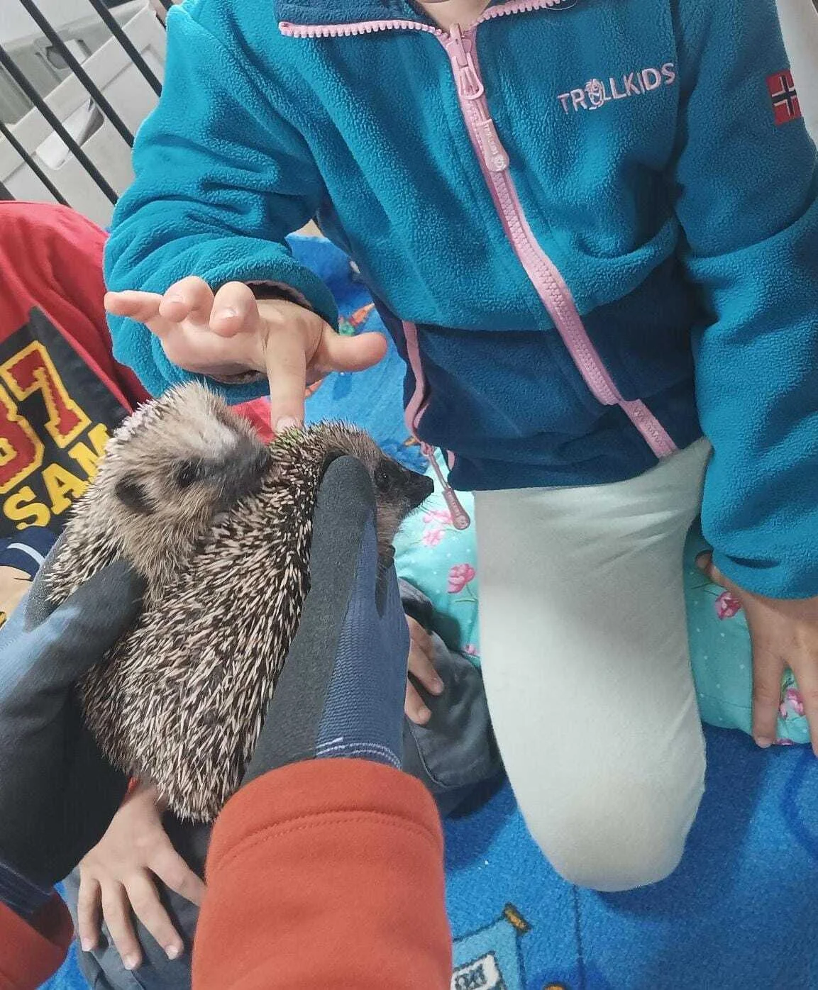 Foto der Galerie: Waldfüchse wurden IGEL-fiziert!