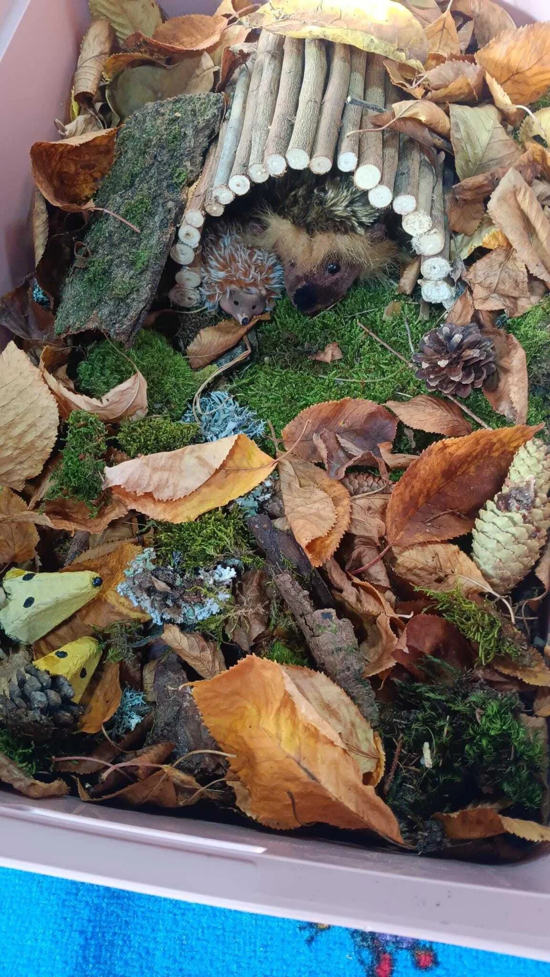 Zur Galerie: Waldfüchse wurden IGEL-fiziert!