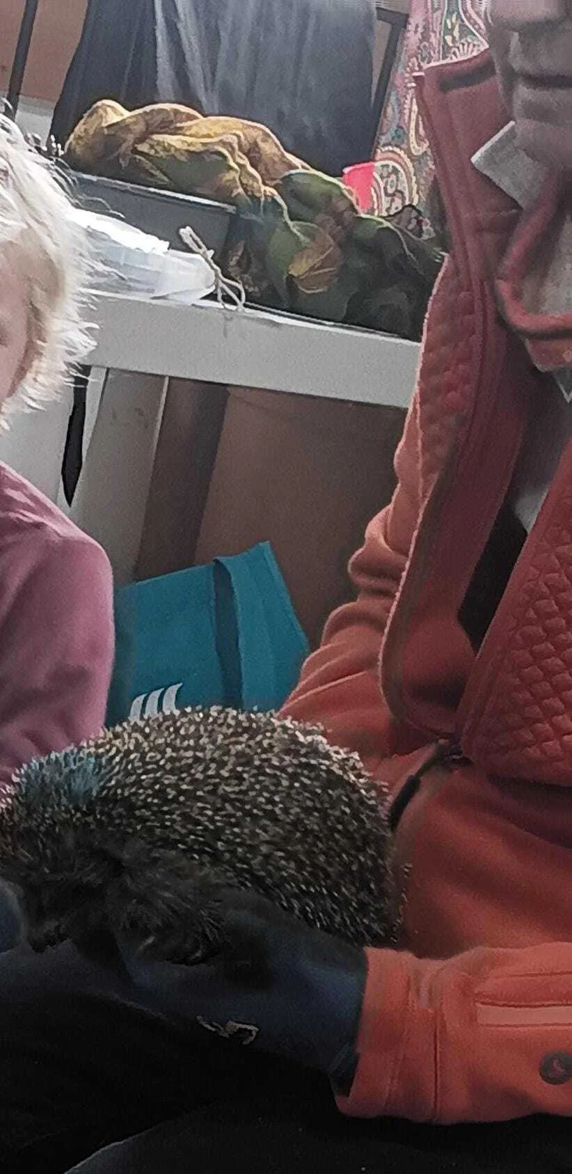 Foto der Galerie: Waldfüchse wurden IGEL-fiziert!
