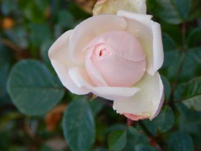 ganz nah am Weißen Garten