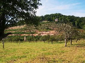 Dechantenberg in Goseck / vineyard in Goseck