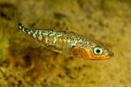 Der dreistachlige Stichling ( Gasterosteus aculeatus ) Fisch des Jahres 2018 Foto Herbert Frei 