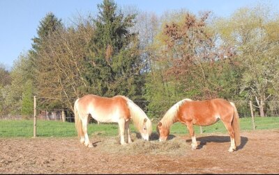Die Vierbeiner freuen sich auf den Besuch der Reitgäste