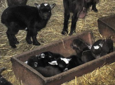 Foto zu Meldung: Neugeborene Zwergziegen und Schafe