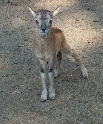 Foto zu Meldung: Geburt im Tierpark