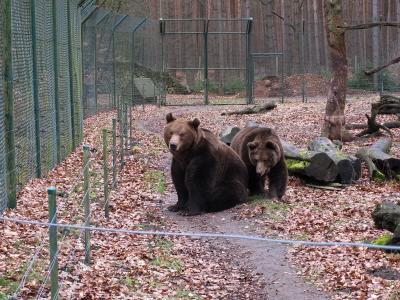Foto zu Meldung: B&auml;ren aus dem Winterschlaf erwacht