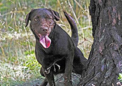 Foto zu Meldung: Hundedreck soll weg von Stra&szlig;en und Pl&auml;tzen